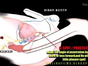 Shemale Anatomy